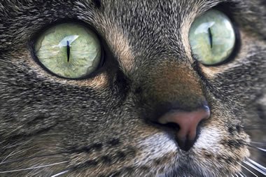Mắt mèo phản ứng với ánh sáng chói bằng cách nhắm đồng tử vào một khe hẹp. 
Đây là nơi bắt nguồn của cái tên đá quý "mắt mèo".