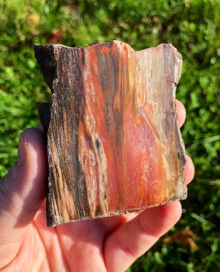 gỗ hóa thạch